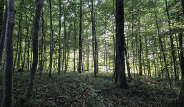 Wem gehört der Wald Wem gehört der Wald