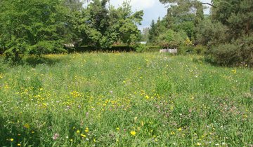 Blumenwiese Blumenwiese