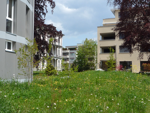Beispiel für Biodiversität und den Erhalt von Grünräumen in Kreuzlingen Biodiversität