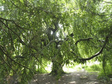 Arboretum Arboretum