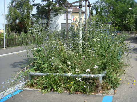 Strassenbegr&uuml;nung