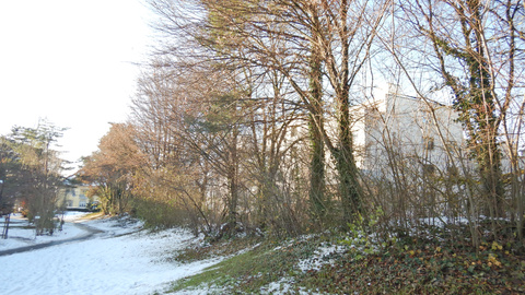 Baumhecke Bellevue