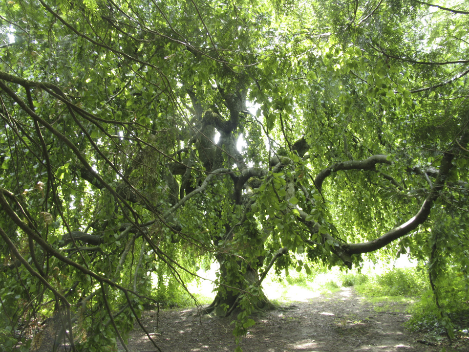 Arboretum Arboretum