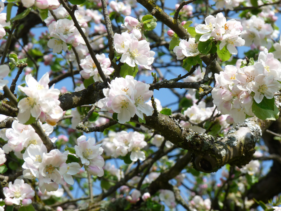 Bl&uuml;ten Obstbaum