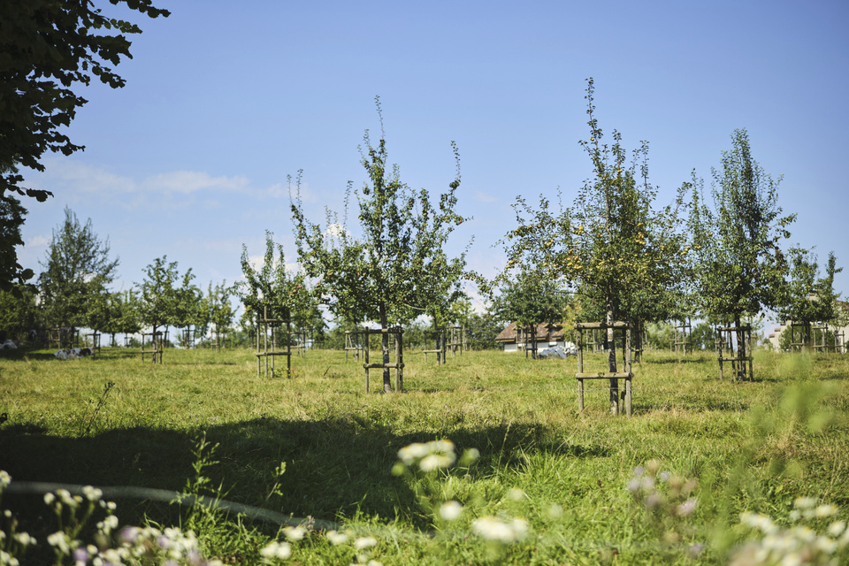 Obstgarten im Seeburgpark