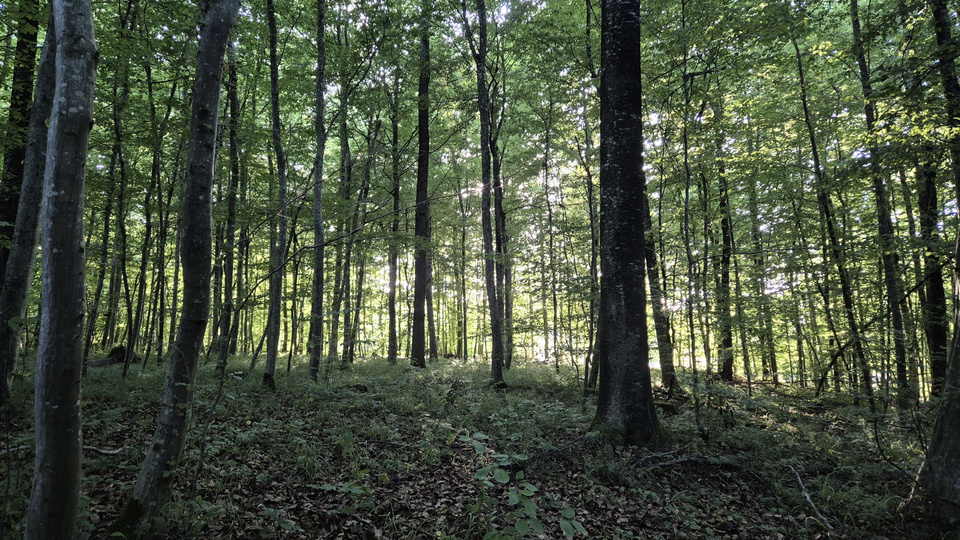 Wem geh&ouml;rt der Wald