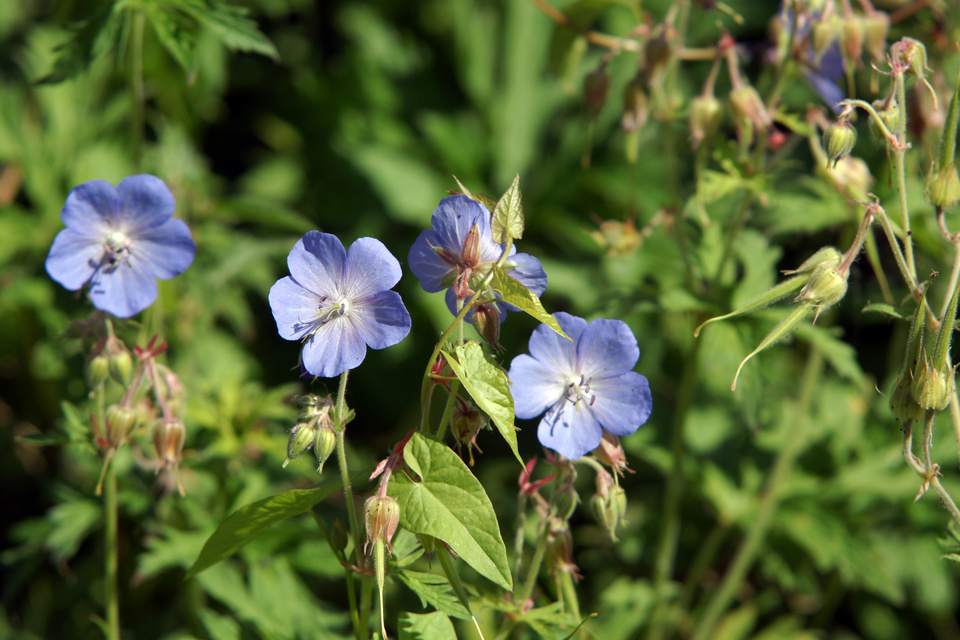 Blick &uuml;ber den Gartenzaun 